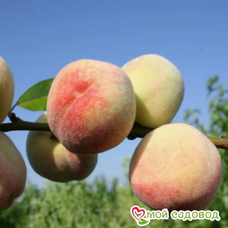 Персик Белый лебедь (-30°)