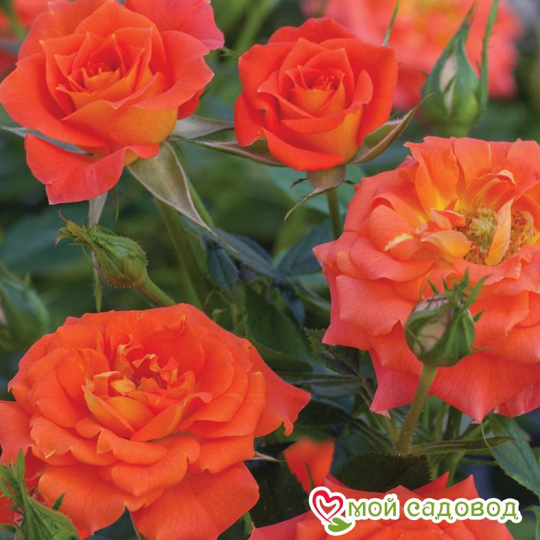 Роза Оранж Санблейз