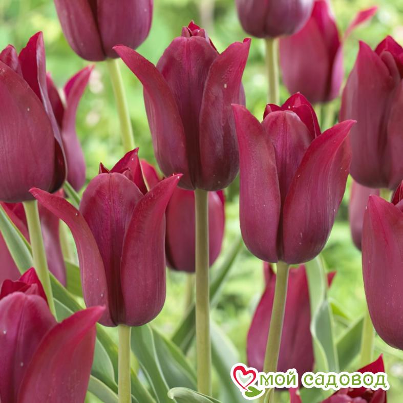 Тюльпан лилиецветный Бургунди