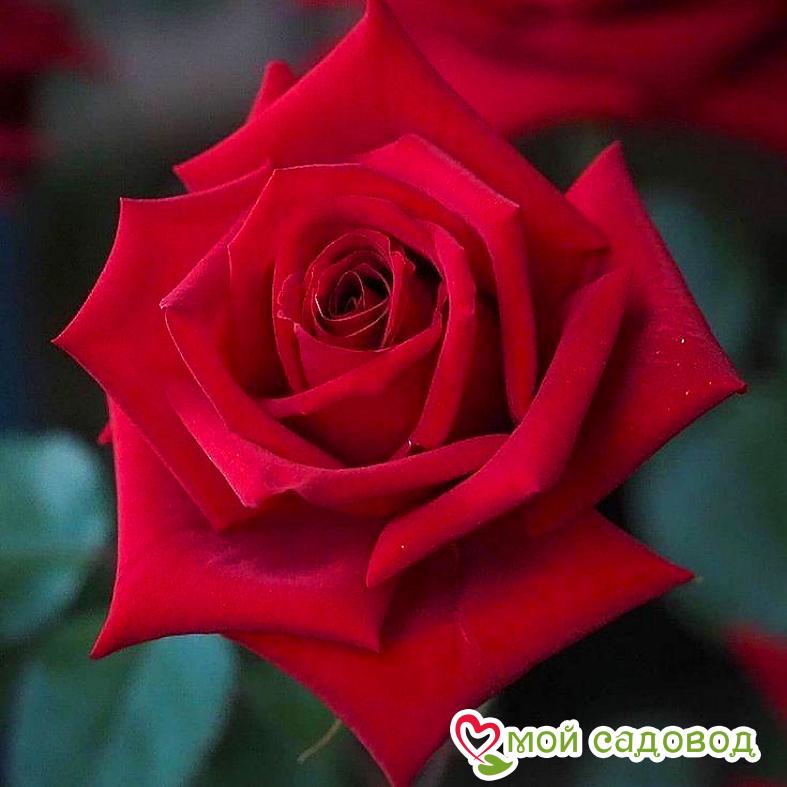 Роза Гран При