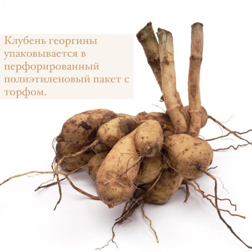 Георгина Брейк Аут