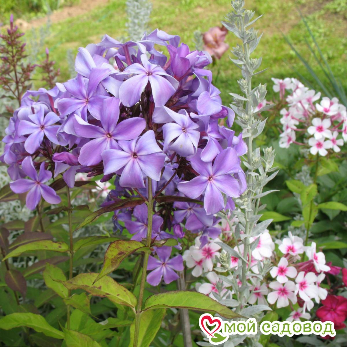 Флокс Гордость России