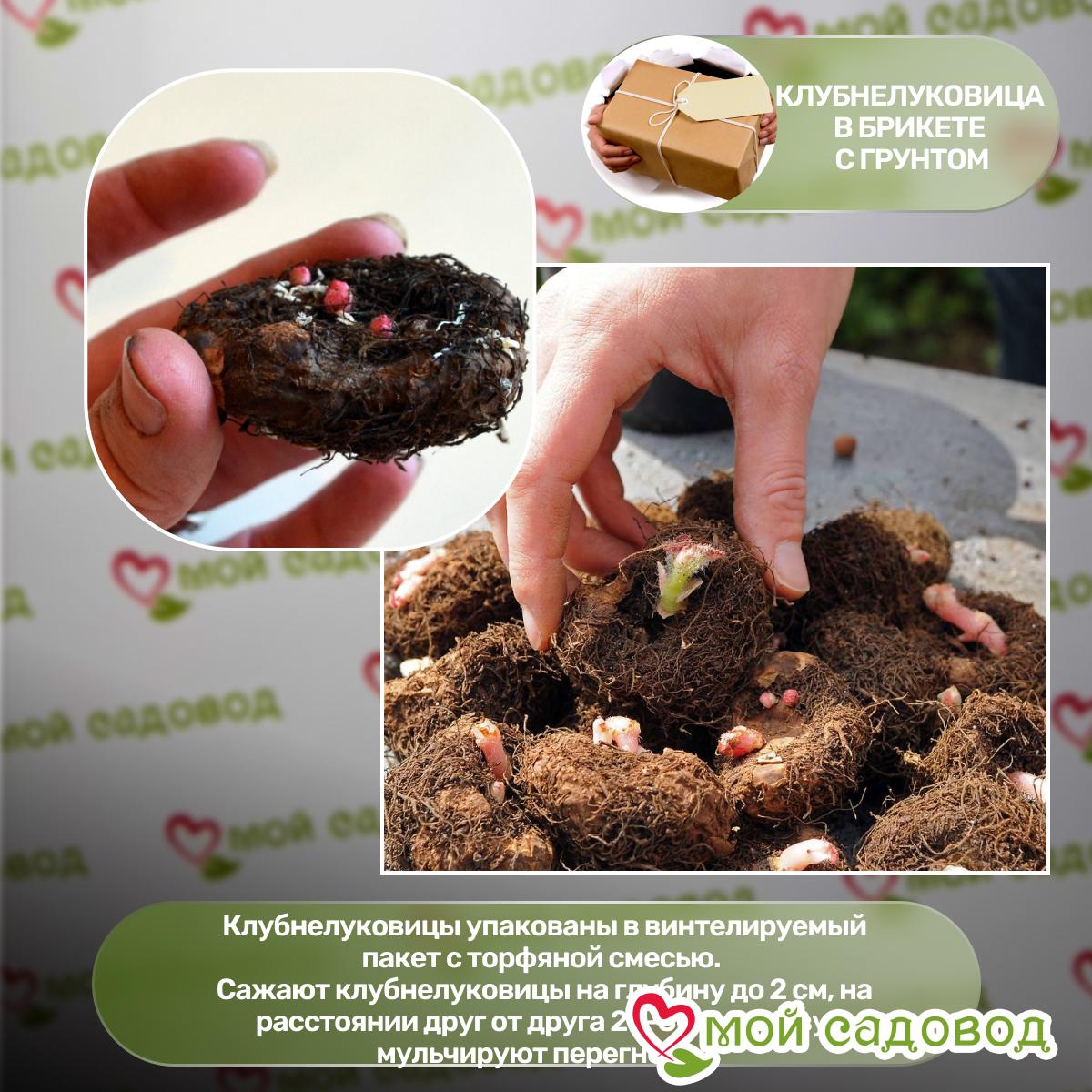 Бегония ампельная Дарк Пинк