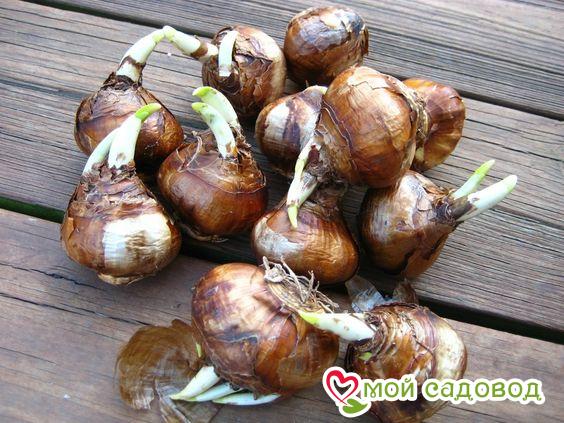 Нарцисс Малиновая Вуаль