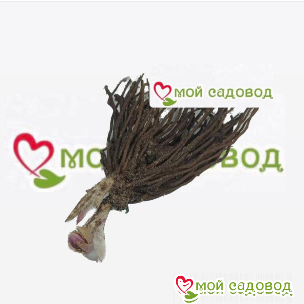 Морозник Ред Фокс