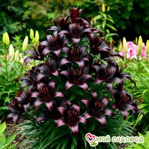 Лилия Пирамидальнвя Блэк Неон